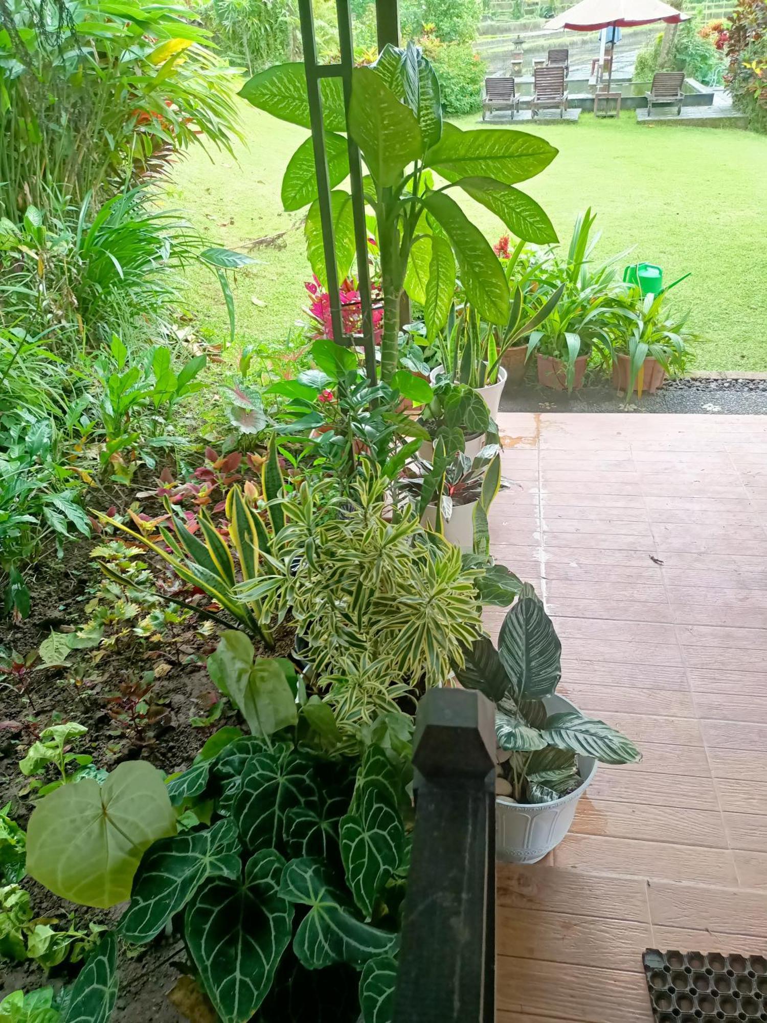Amartya Puri Green Cottages Munduk  Luaran gambar