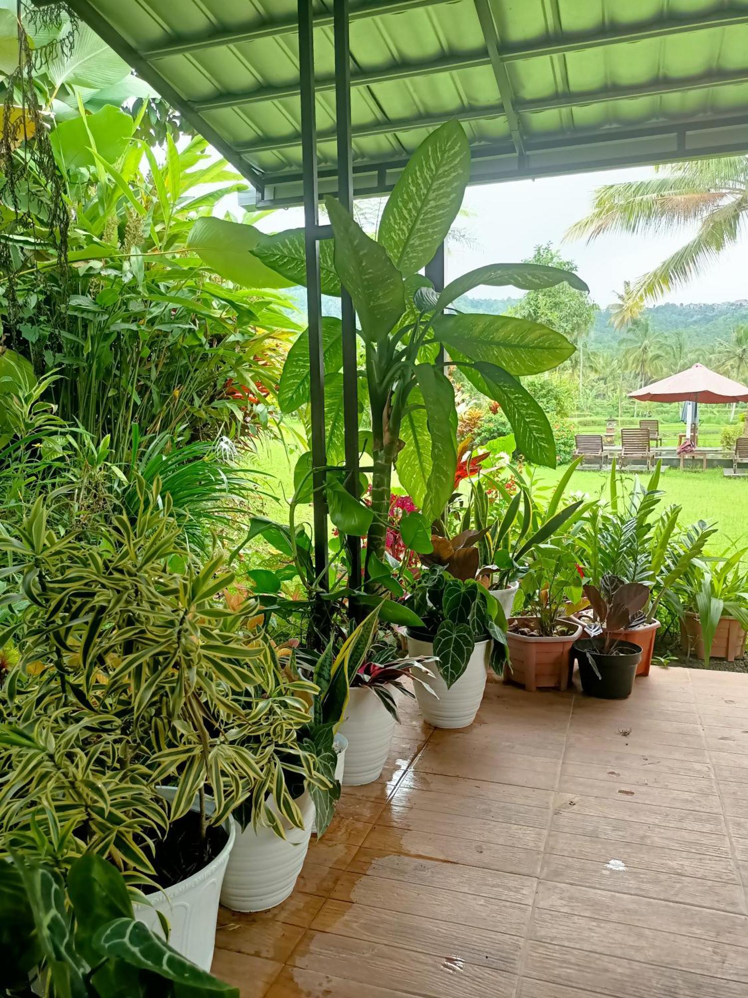 Amartya Puri Green Cottages Munduk  Luaran gambar