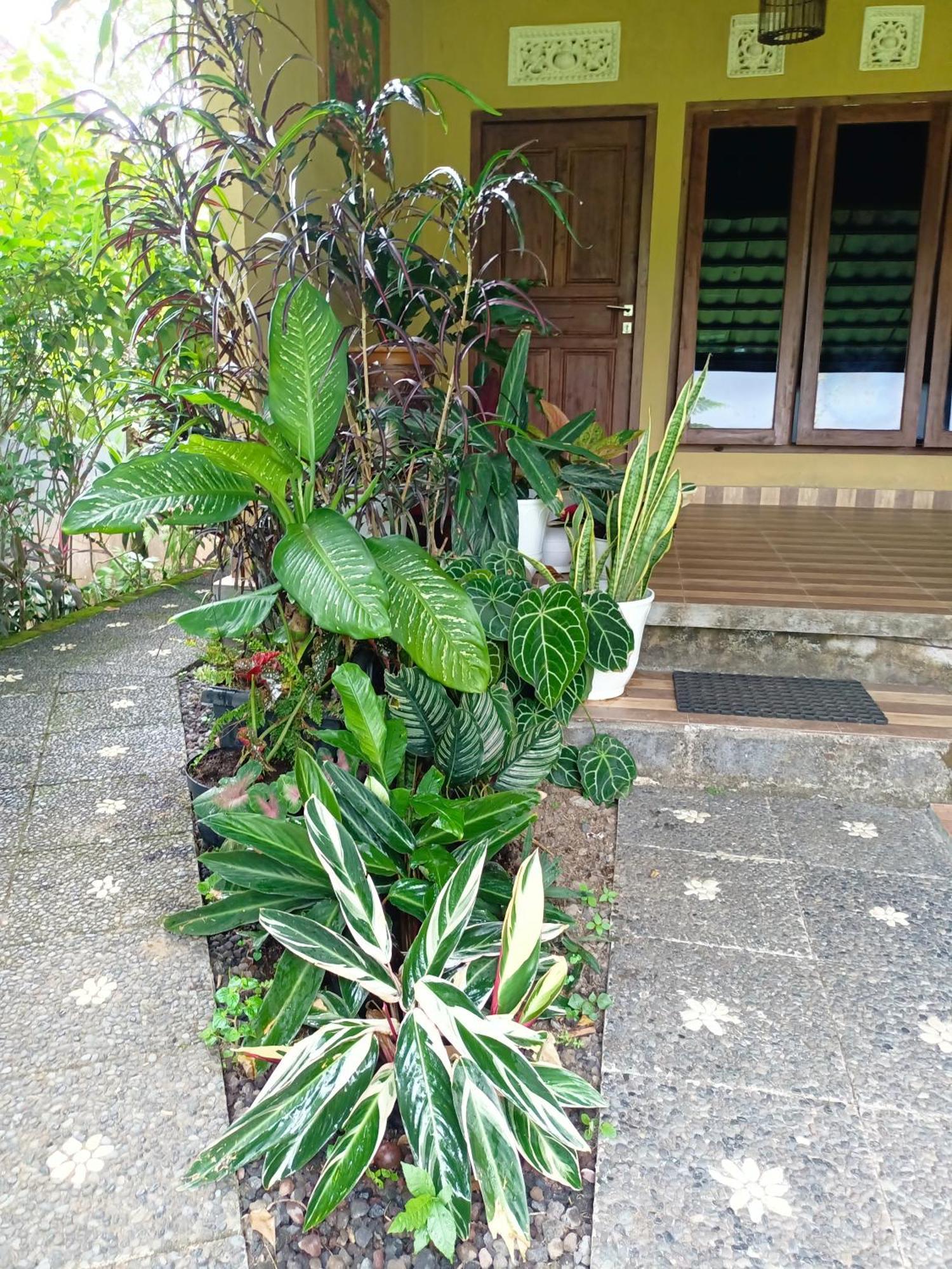 Amartya Puri Green Cottages Munduk  Luaran gambar